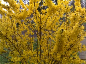 Forsythia