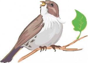 sparrow