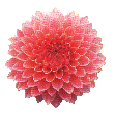 Peony