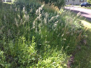 Weeds!