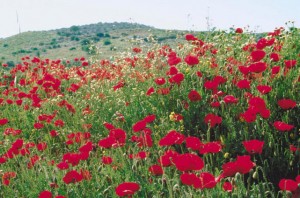 field of poppies