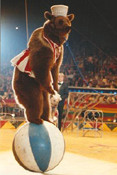 circus-bear-pic2