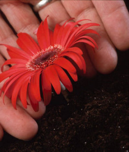 hands in the dirt