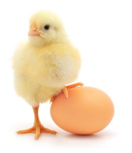 baby-chick-and-an-egg